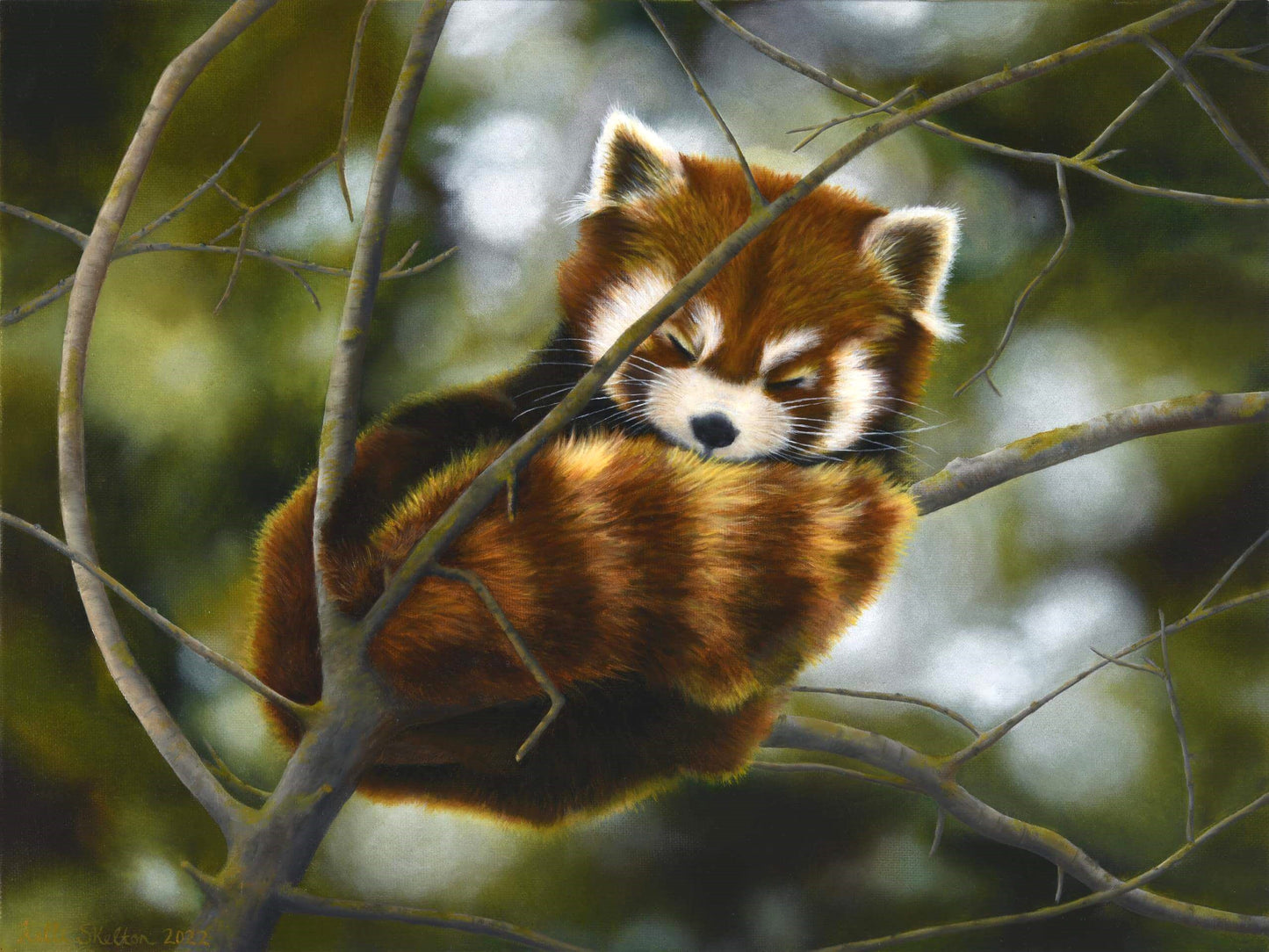 Tranquil Slumber Art Print
